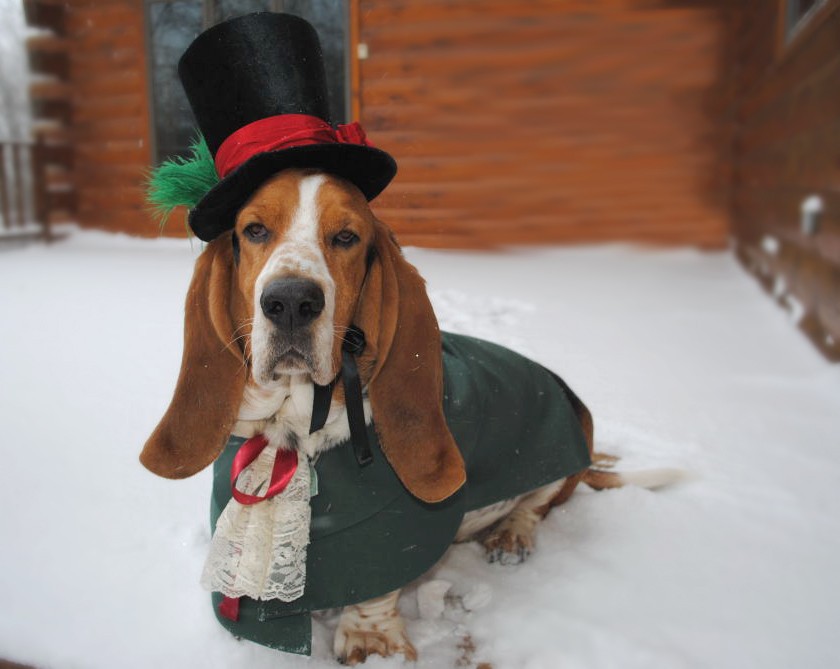 Basset hound dressed outlet up